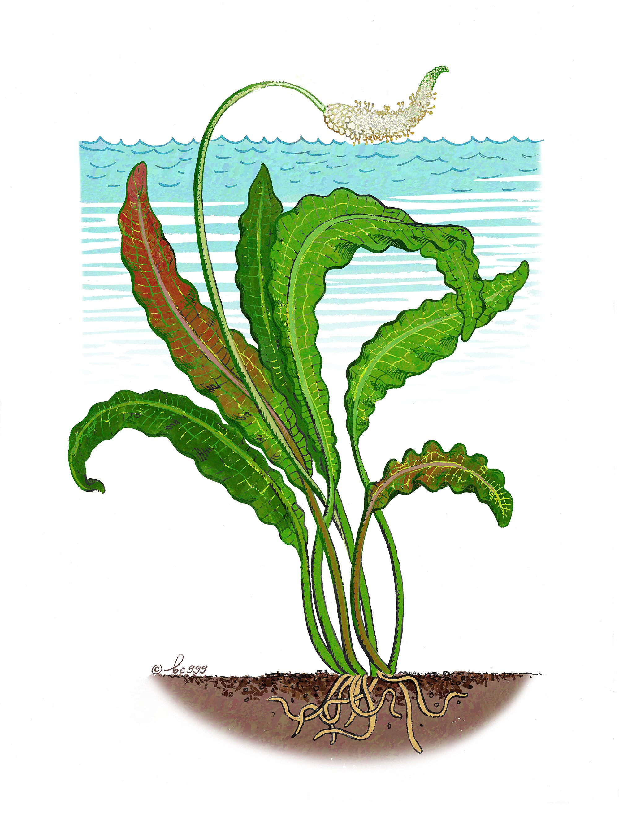 Thumbnail 3 Aponogeton crispus