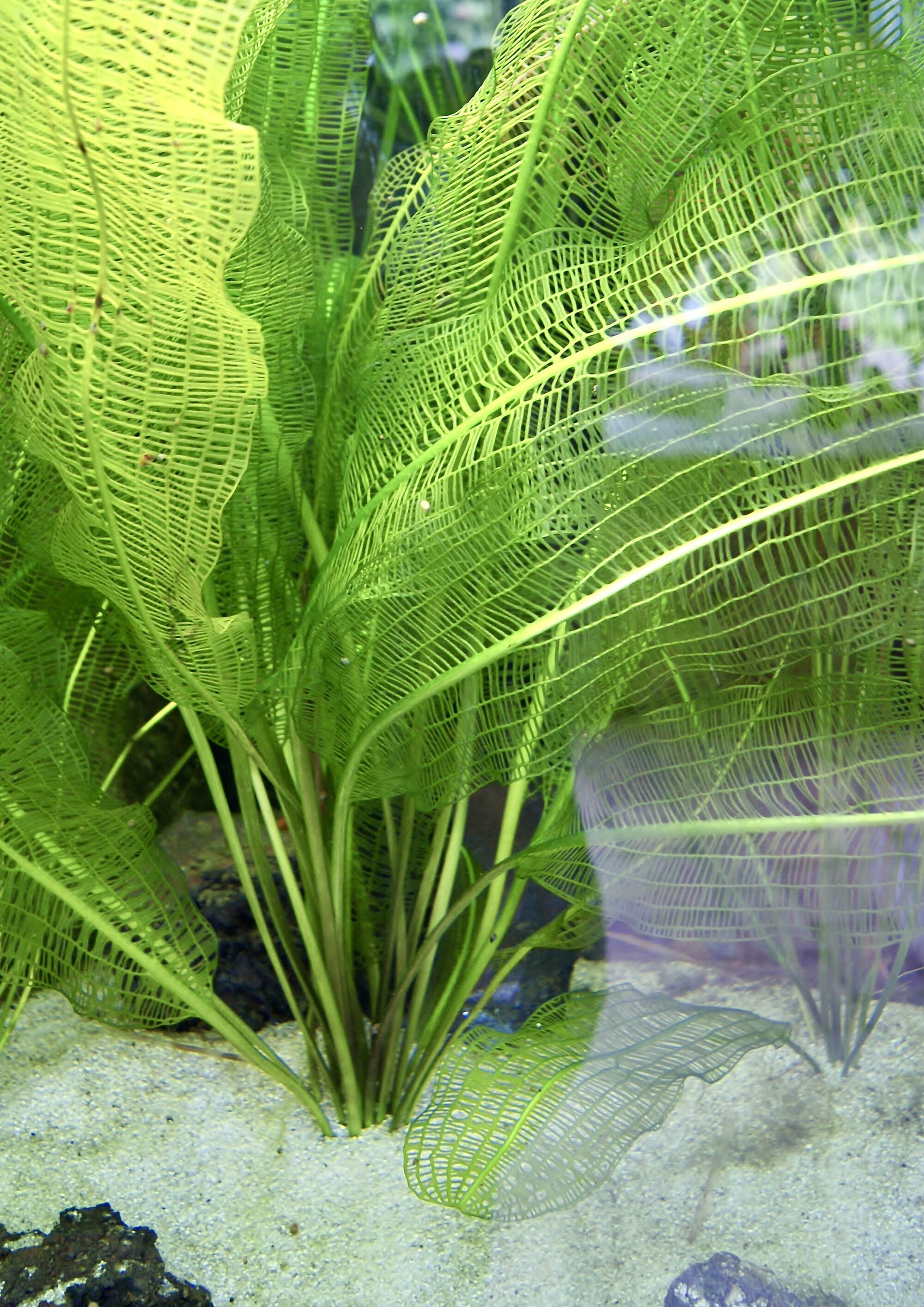 Thumbnail 2 Aponogeton madagascariensis