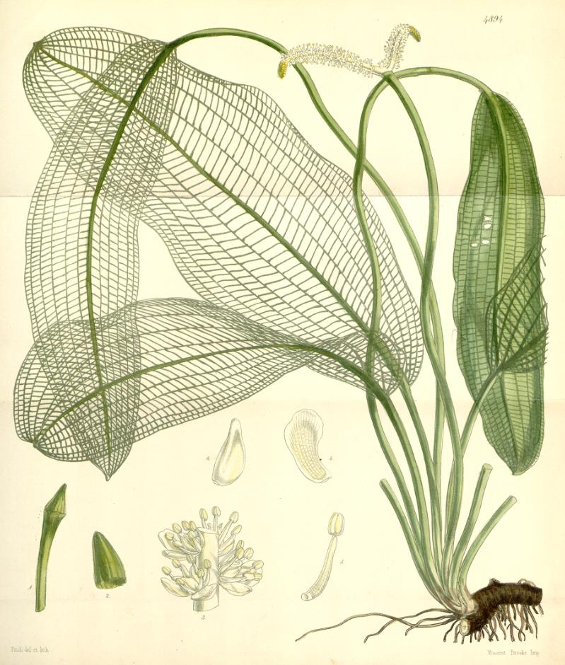 Thumbnail 3 Aponogeton madagascariensis