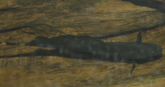 Thumbnail 2 Apteronotus albifrons