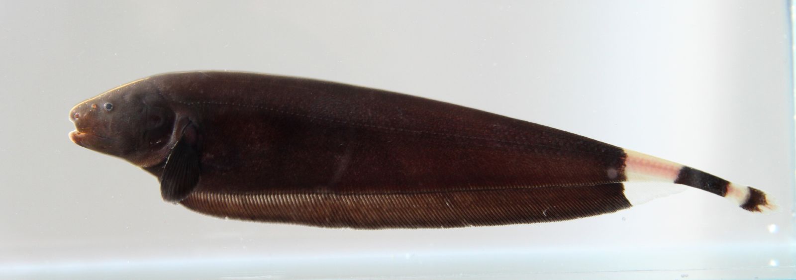 Thumbnail 3 Apteronotus albifrons