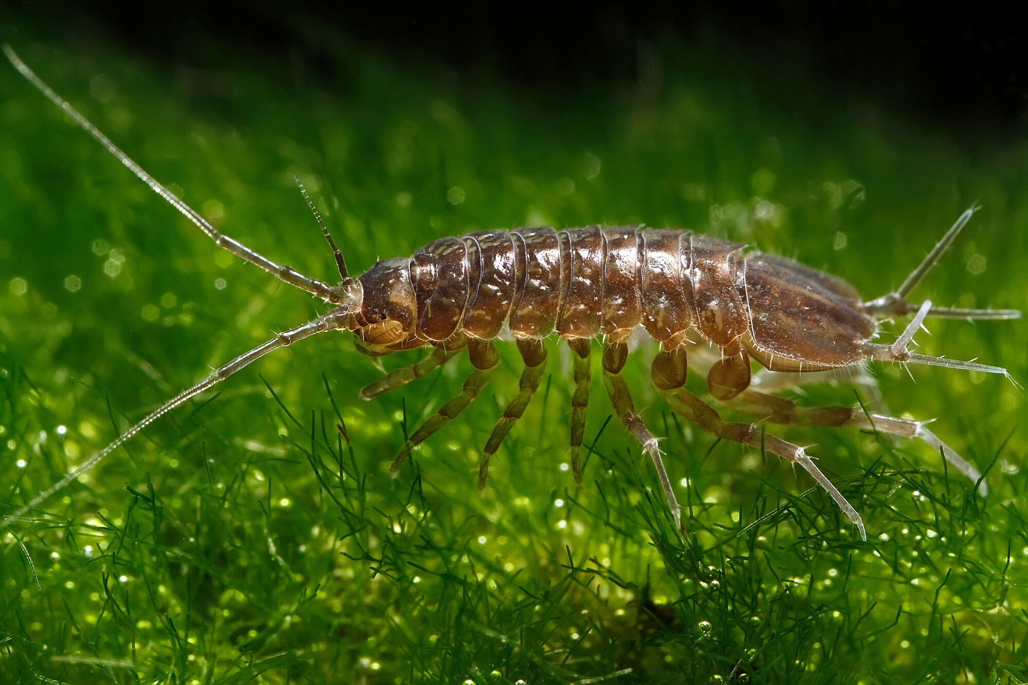 Asellus aquaticus