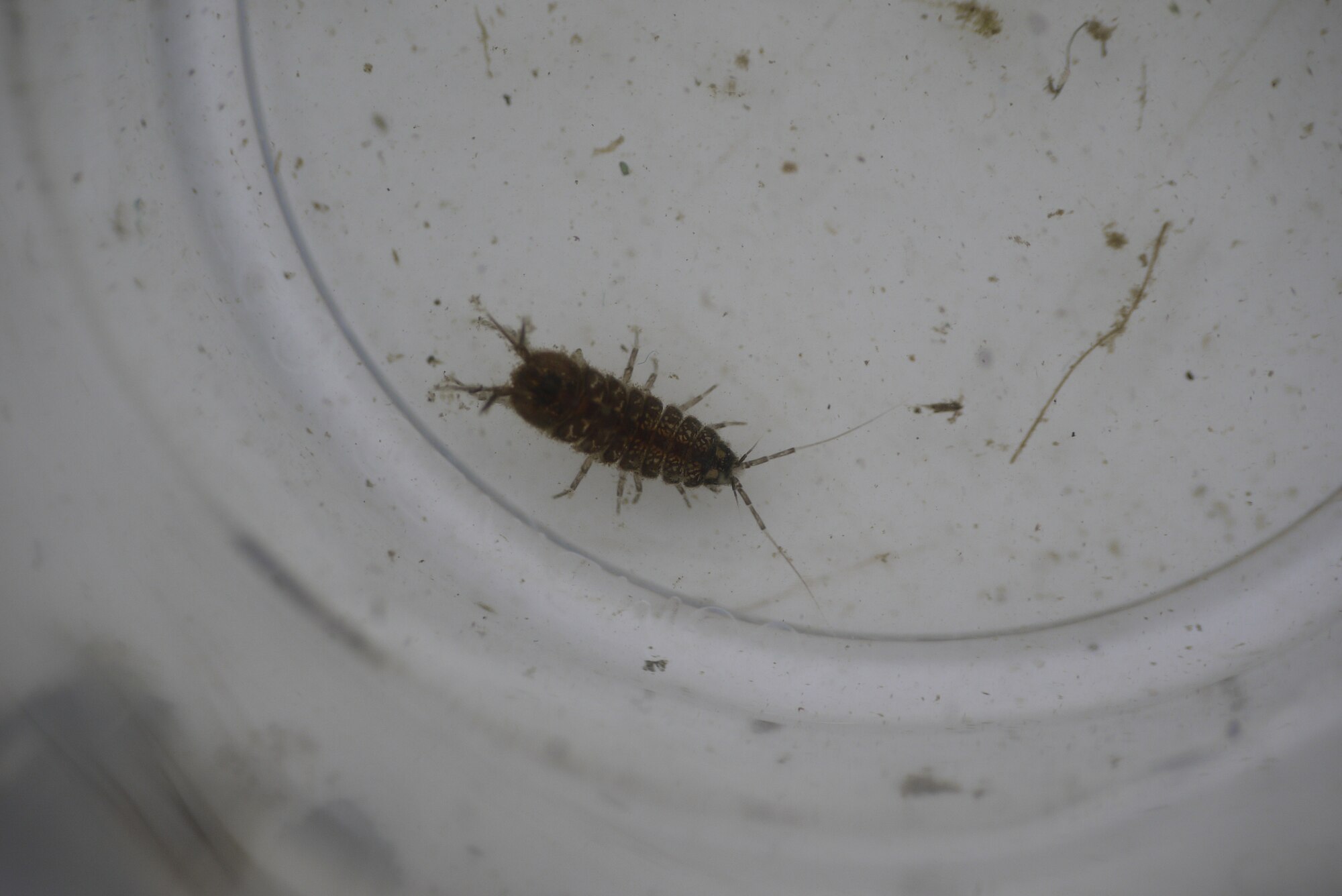 Thumbnail 3 Asellus aquaticus