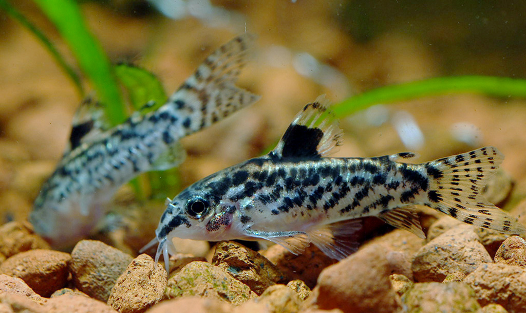Aspidoras pauciradiatus