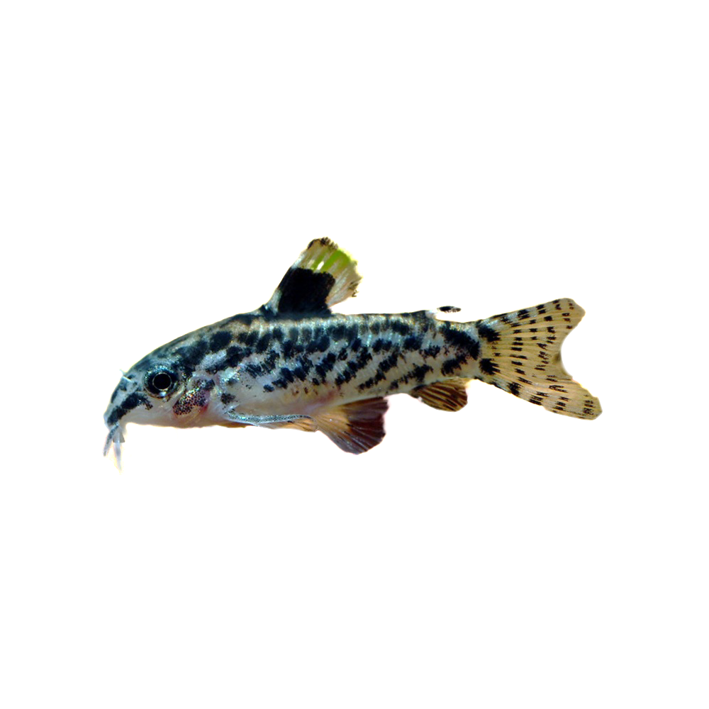 Thumbnail 2 Aspidoras pauciradiatus