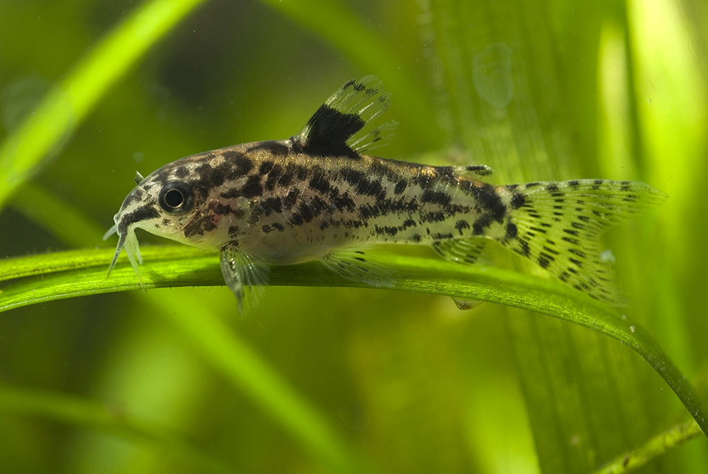Thumbnail 3 Aspidoras pauciradiatus