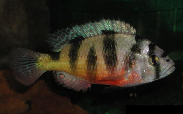 Thumbnail 2 Astatotilapia latifasciata