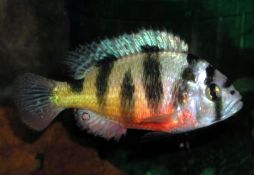 Astatotilapia latifasciata