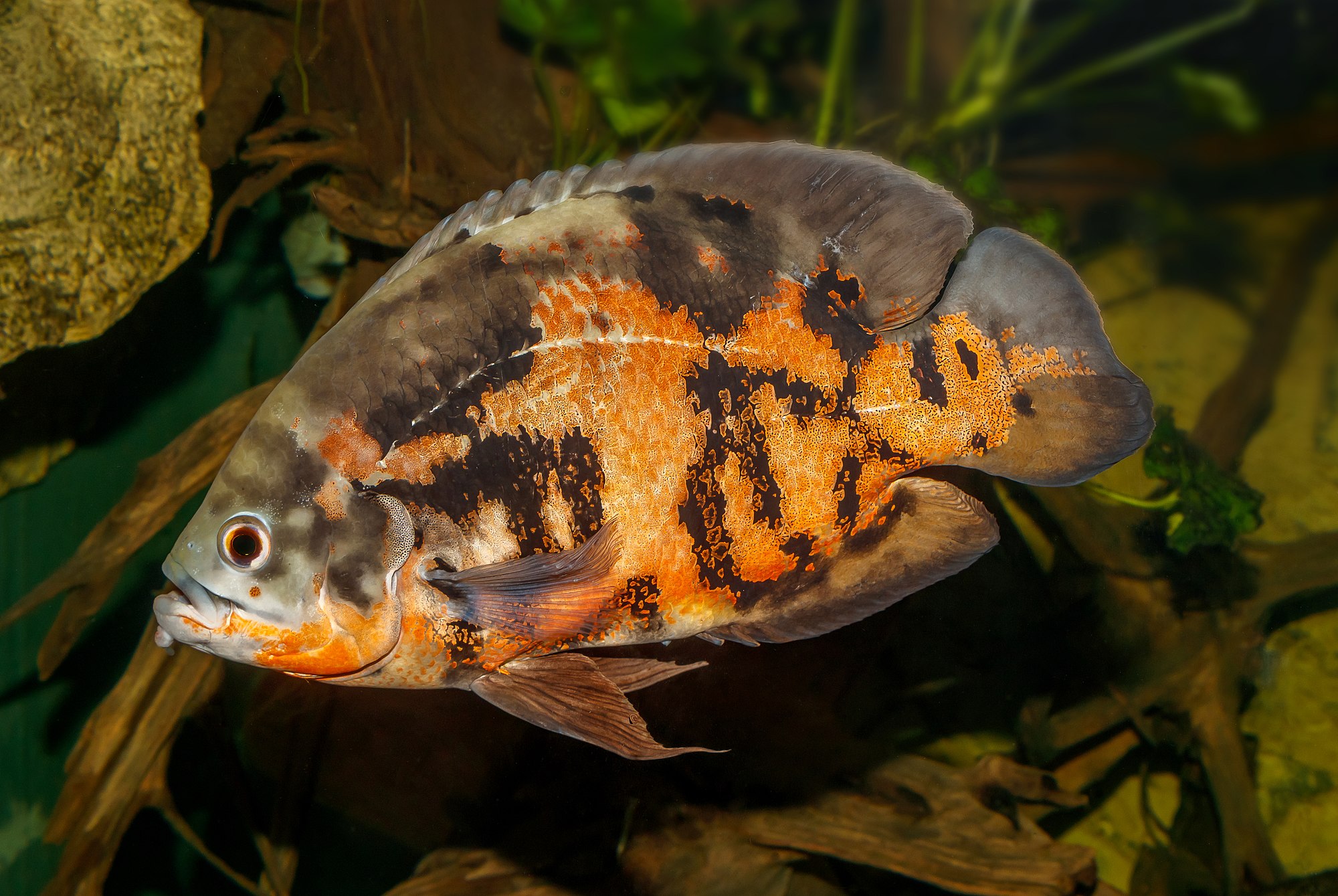 Thumbnail 2 Astronotus ocellatus