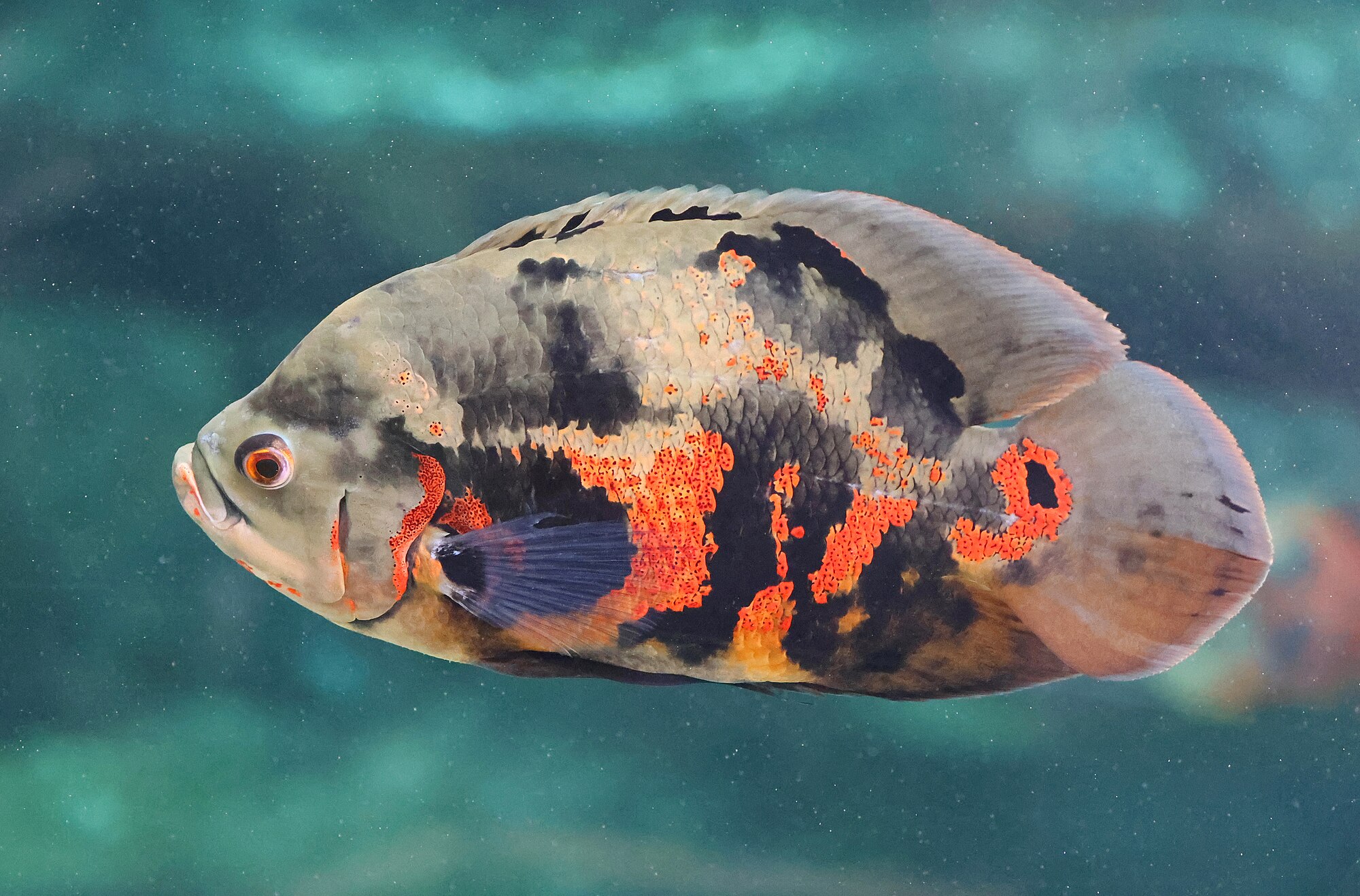 Thumbnail 3 Astronotus ocellatus