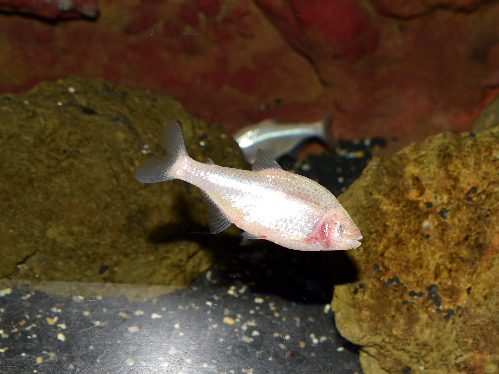Thumbnail 3 Astyanax jordani