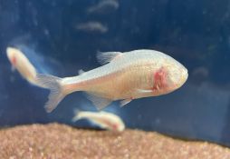 Astyanax jordani
