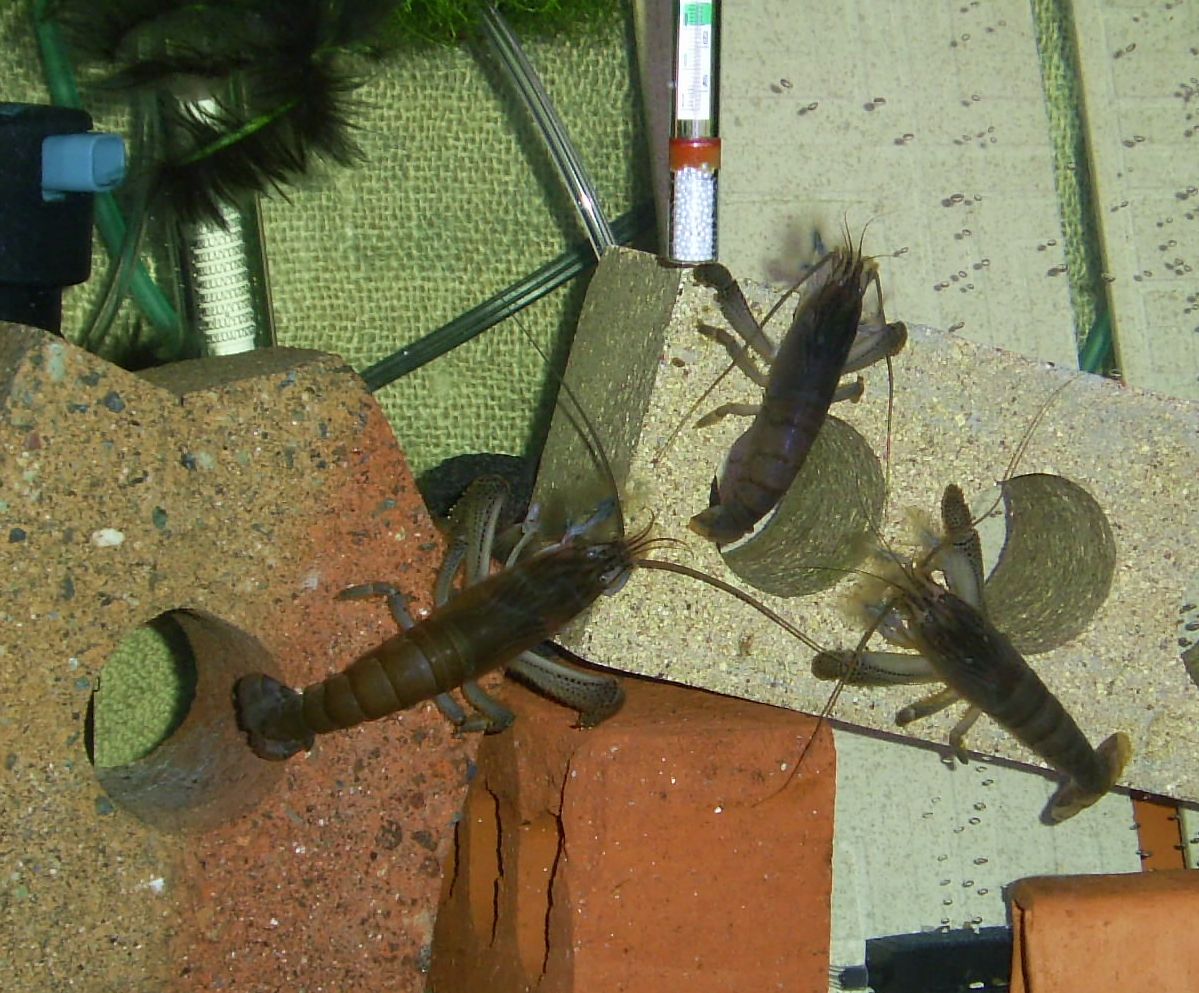 Thumbnail 2 Atya gabonensis