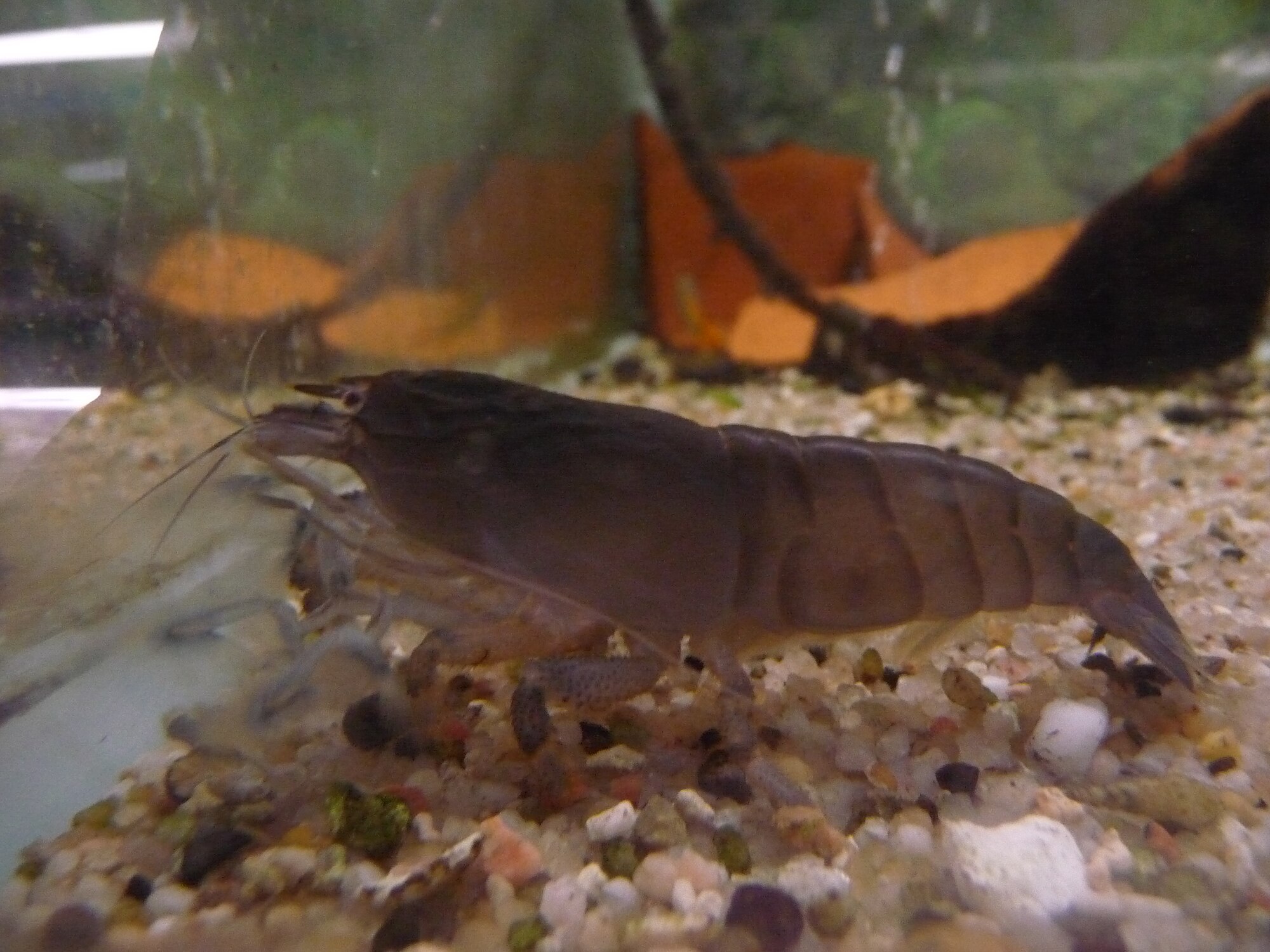 Thumbnail 3 Atya gabonensis