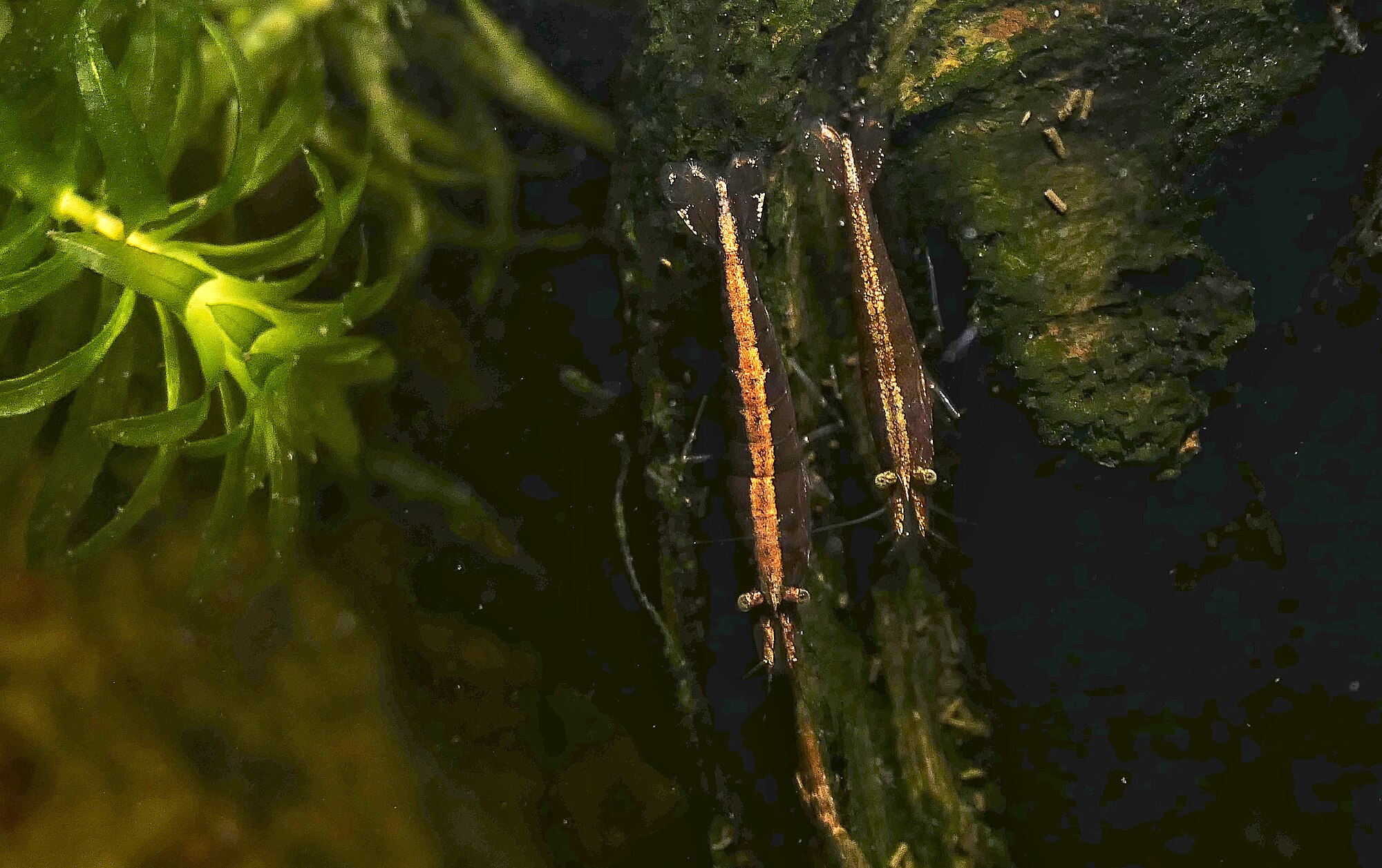Thumbnail 2 Atyopsis moluccensis