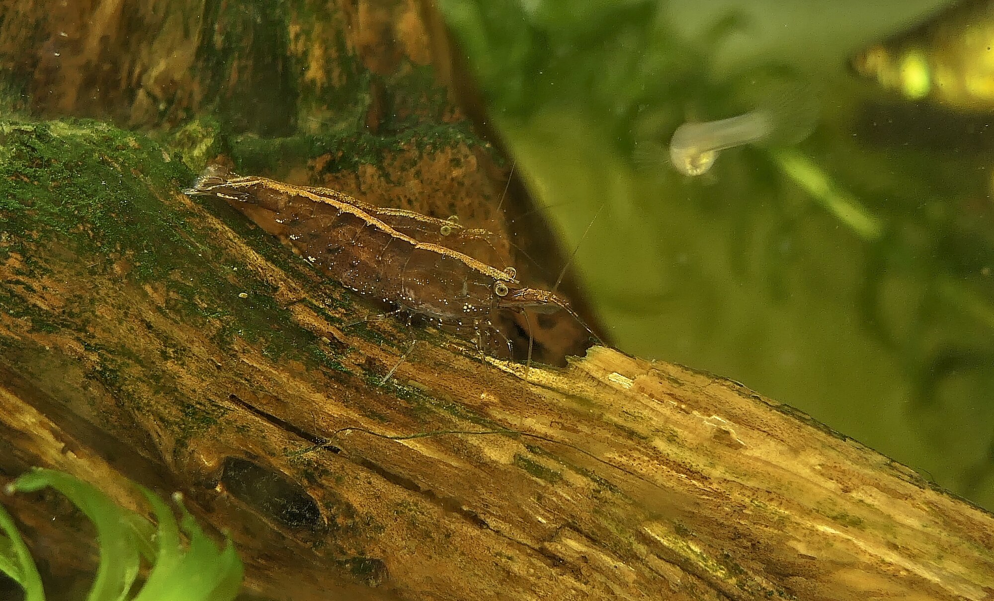 Thumbnail 3 Atyopsis moluccensis