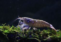 Atyopsis moluccensis