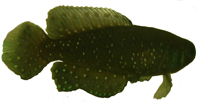Thumbnail 2 Austrolebias nigripinnis
