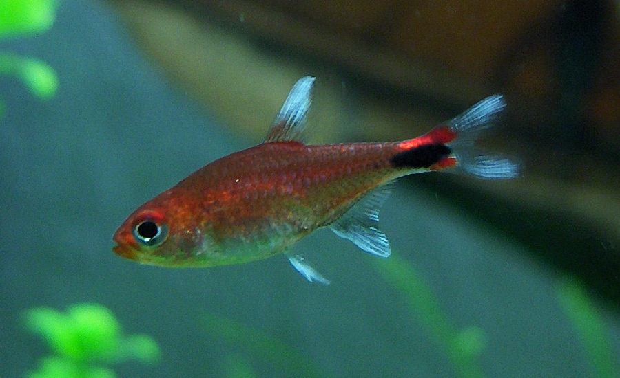 Axelrodia riesei