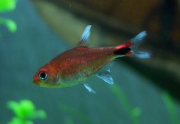 Axelrodia riesei