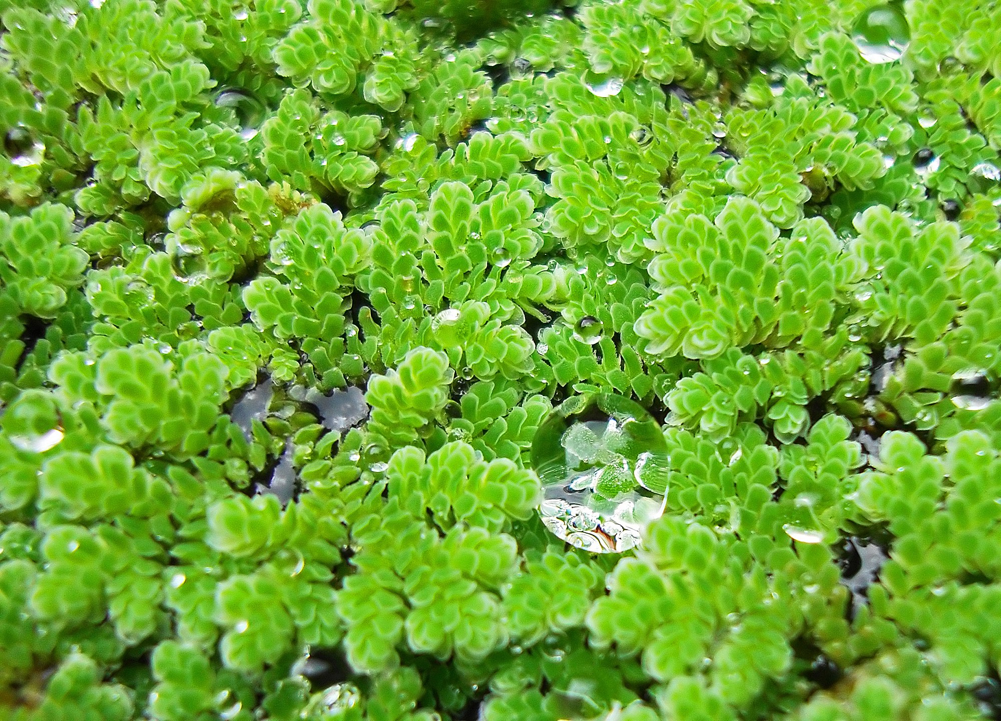 Thumbnail 2 Azolla caroliniana