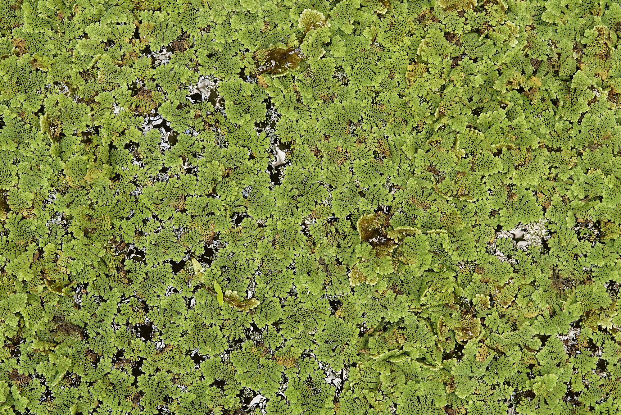 Thumbnail 3 Azolla caroliniana
