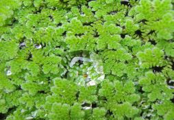 Azolla caroliniana