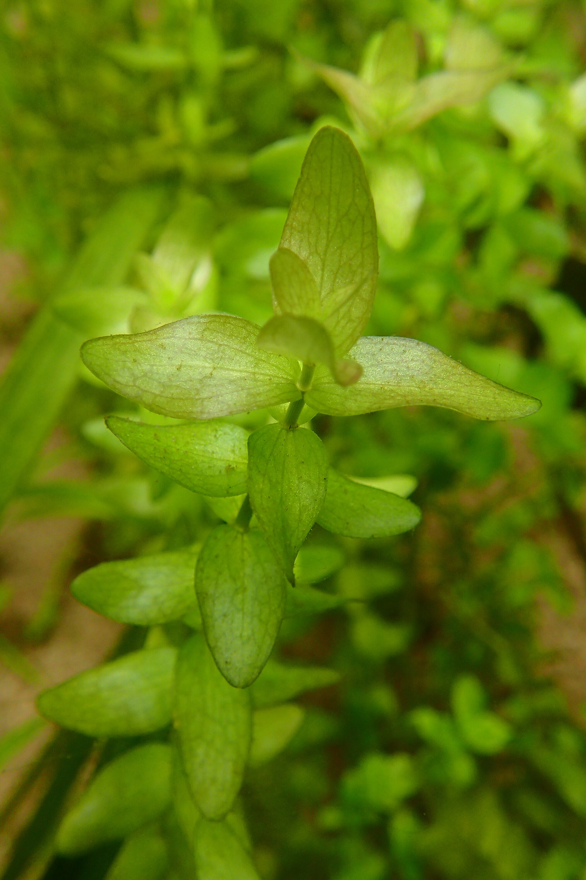Thumbnail 2 Bacopa caroliniana