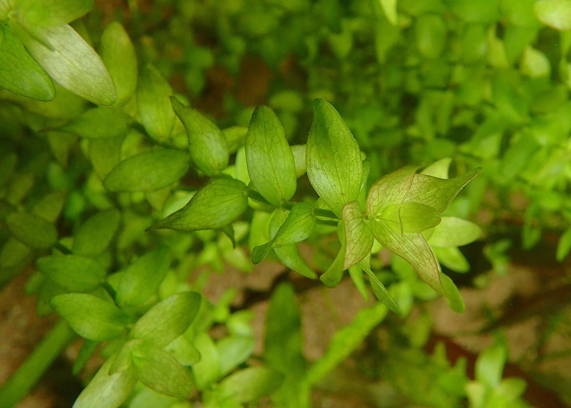 Thumbnail 3 Bacopa caroliniana