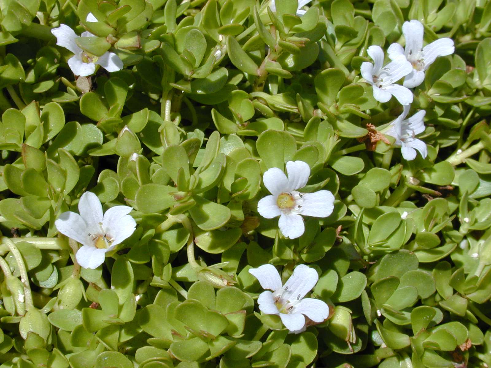 Thumbnail 2 Bacopa monnieri