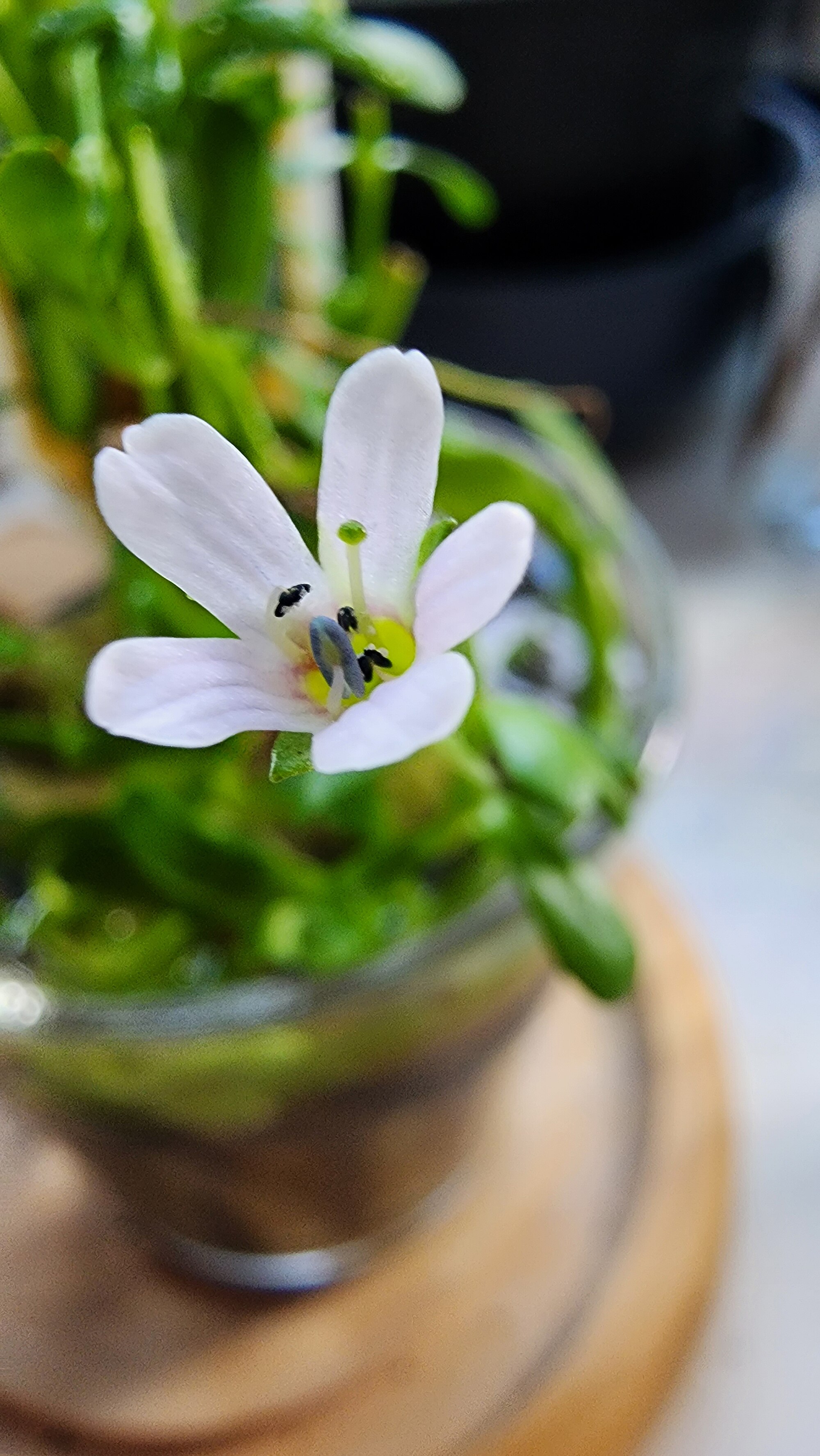 Thumbnail 3 Bacopa monnieri