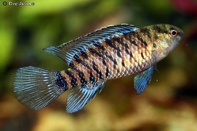 Thumbnail 2 Badis badis