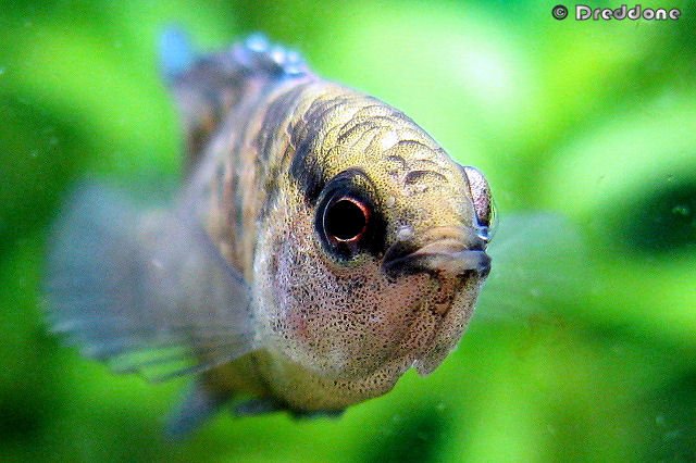 Thumbnail 3 Badis badis