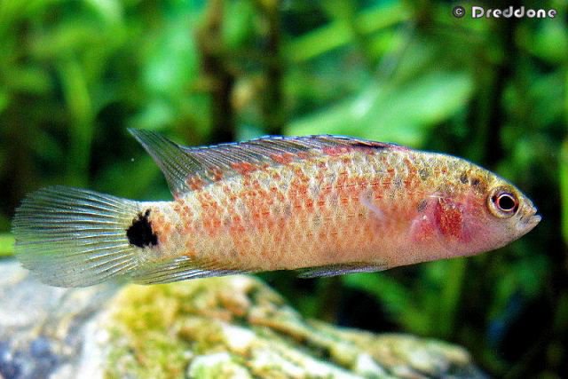 Thumbnail 4 Badis badis