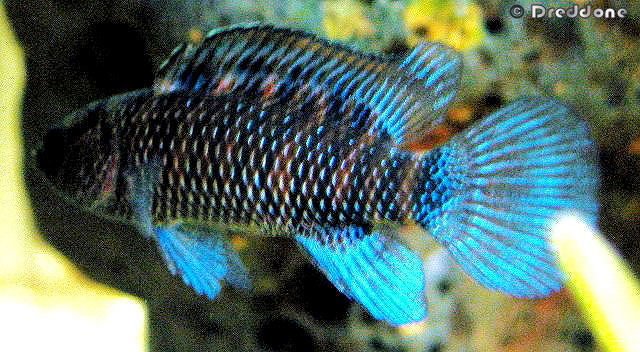 Thumbnail 5 Badis badis