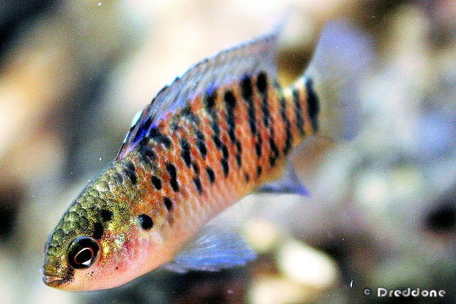 Thumbnail 6 Badis badis
