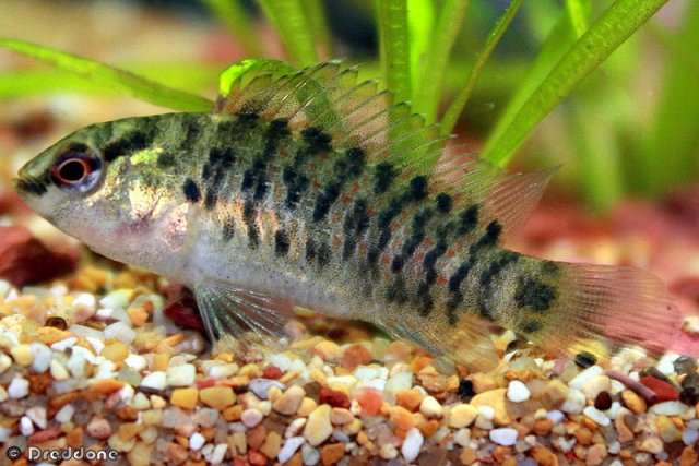 Thumbnail 8 Badis badis