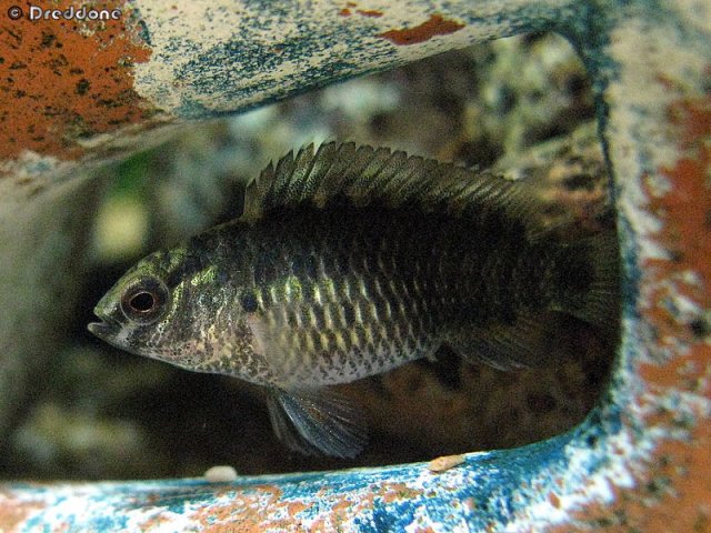 Thumbnail 9 Badis badis