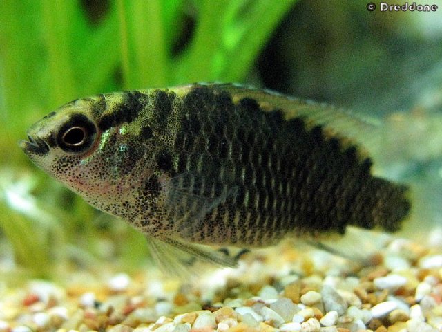 Thumbnail 10 Badis badis