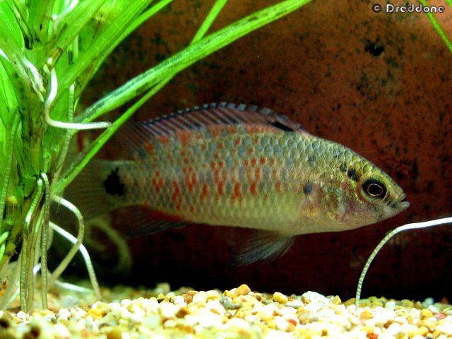 Thumbnail 11 Badis badis