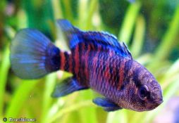 Badis badis