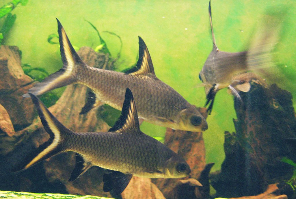 Thumbnail 2 Balantiocheilos melanopterus