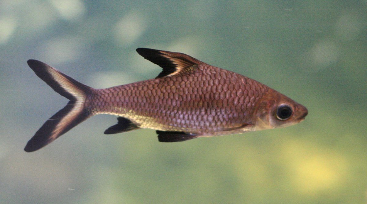 Thumbnail 3 Balantiocheilos melanopterus