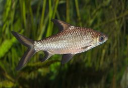 Balantiocheilos melanopterus
