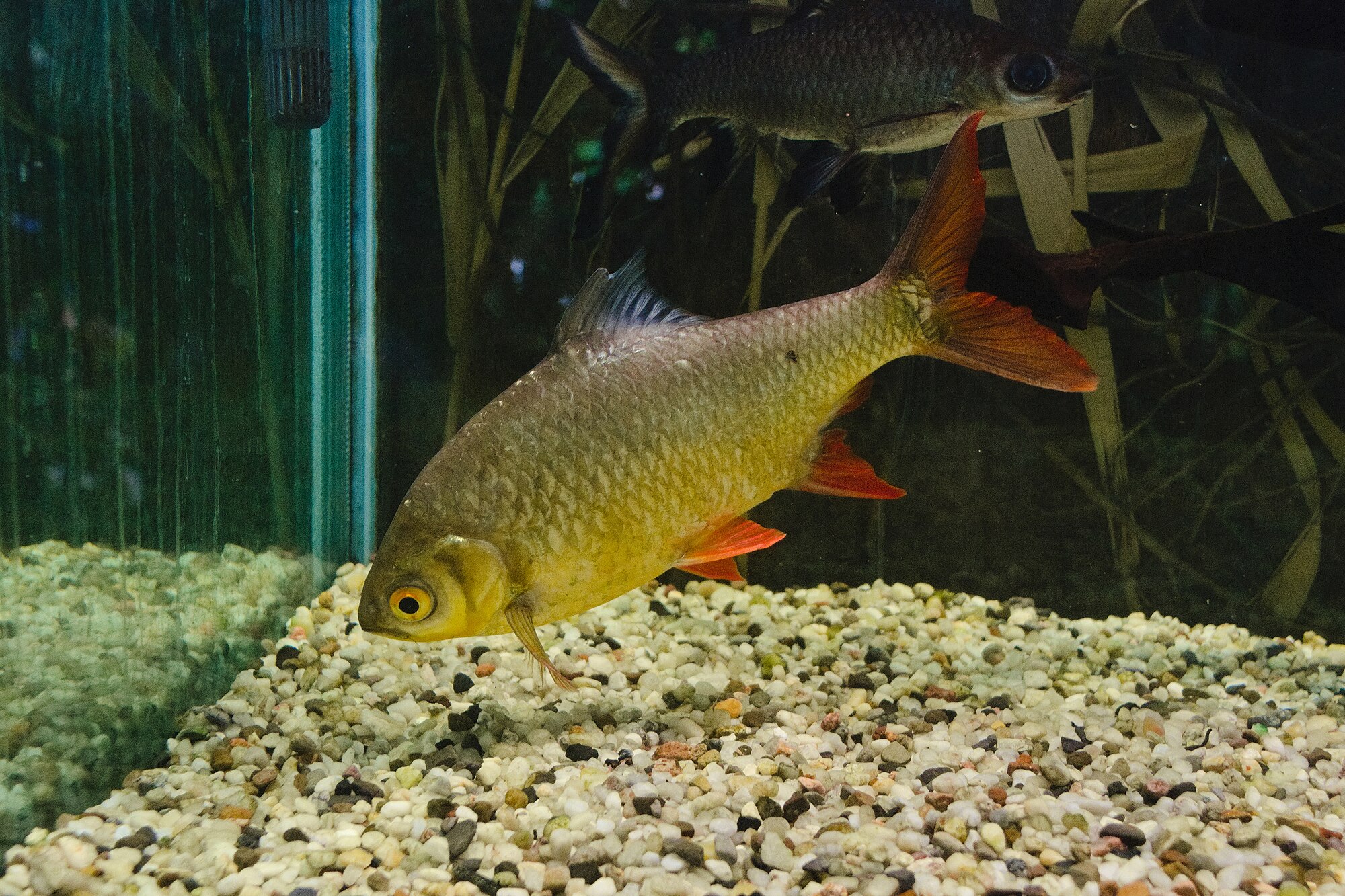 Barbonymus schwanenfeldii