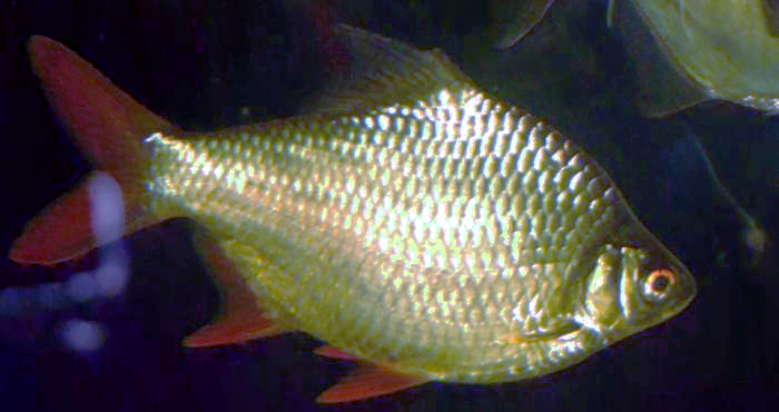 Thumbnail 2 Barbonymus schwanenfeldii