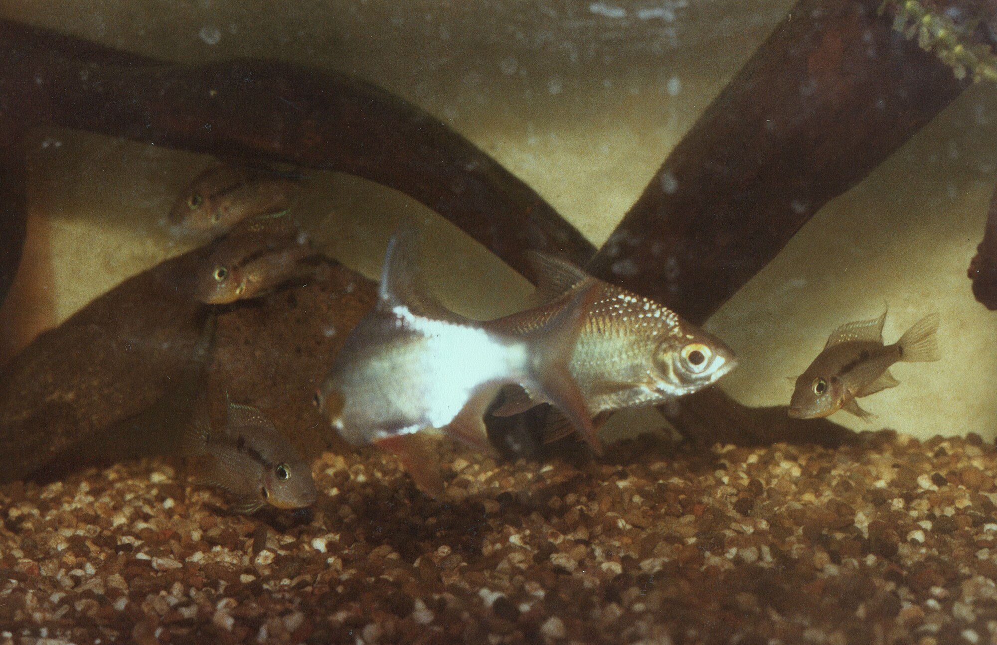 Thumbnail 3 Barbonymus schwanenfeldii