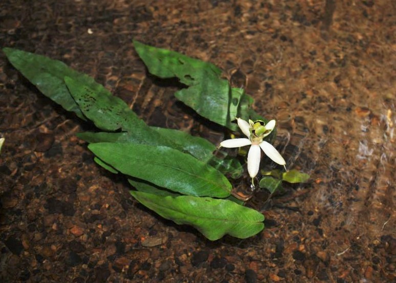 Thumbnail 2 Barclaya longifolia