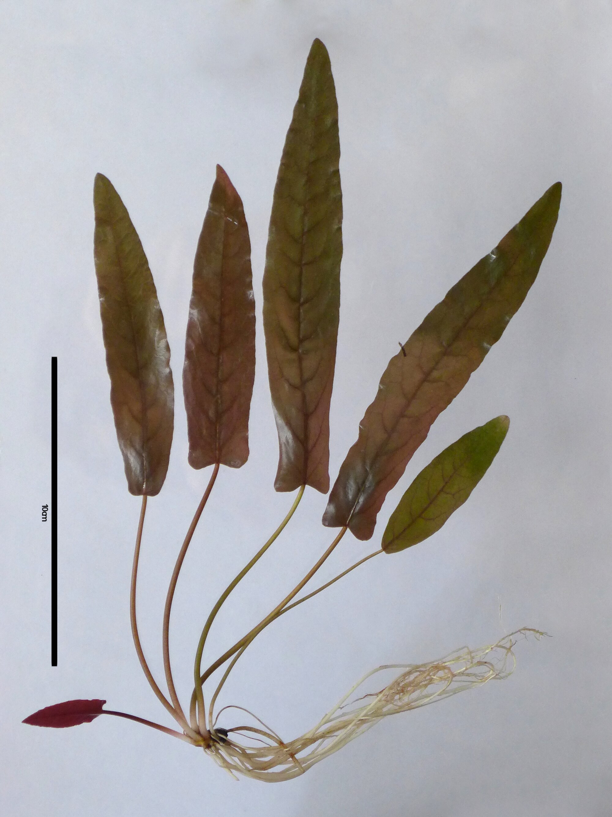 Thumbnail 3 Barclaya longifolia