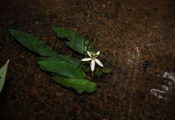 Barclaya longifolia